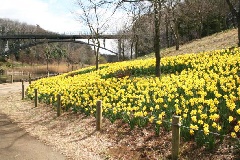 ふなばしアンデルセン公園のスイセン開花 東京 中部エリア おでかけガイド Jrおでかけネット